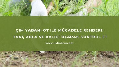 Çim Yabani Ot ile Mücadele Rehberi: Tanı, Anla ve Kalıcı Olarak Kontrol Et 35 Çim Yabani Ot ile Mücadele Rehberi
