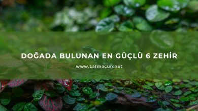 Doğada Bulunan En Güçlü 6 Zehir 13 Doğada Bulunan En Güçlü 6 Zehir